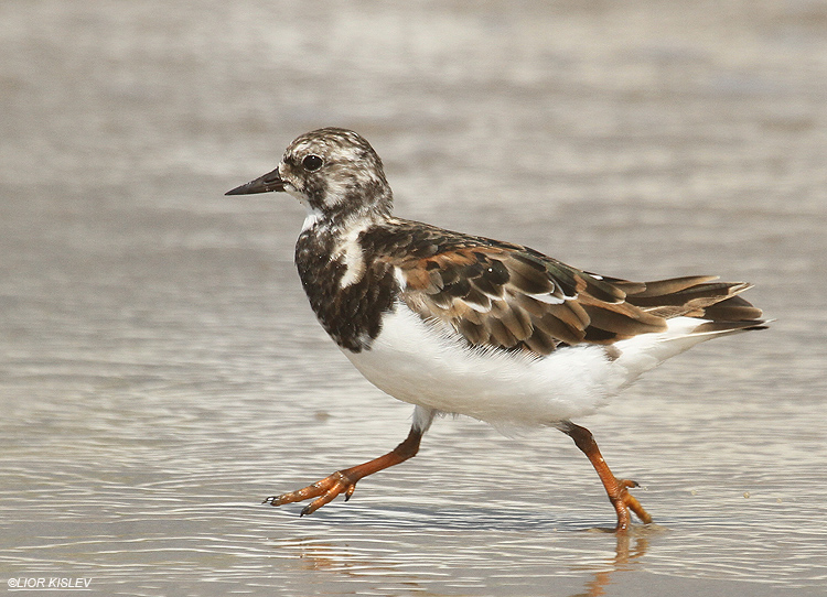  Ruddy Turnstone Arenaria interpres Maagan Michael,16-07-12  Lior Kislev             